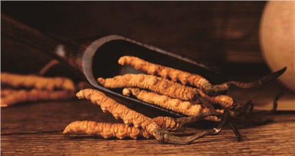 什么是斷草？斷草和冬蟲夏草的區(qū)別和購(gòu)買常識(shí)