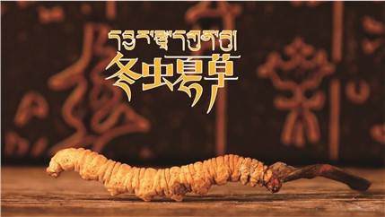 那曲新鮮冬蟲夏草什么時(shí)候采挖？